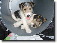 Fox terrier wire \\\\\(Dog standard\\\\\)