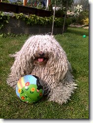 Puli \(Dog standard\)