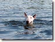 Bull terrier \(Dog standard\)