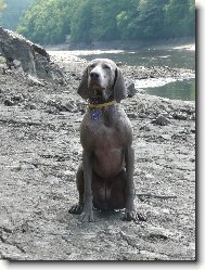 Weimaraner \(Dog standard\)