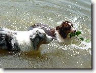Australian shepherd \(Dog standard\)