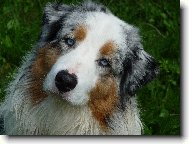 Australian shepherd \(Dog standard\)