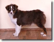 Australian shepherd \(Dog standard\)