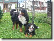 Berner Sennenhund