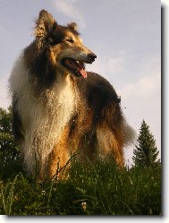 Kolie dlouhosrst