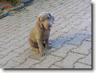 Weimaraner, Weimaraner Vorsterhund