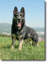 German Shepherd Dog