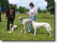 Hungarian greyhound \(Dog standard\)