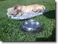 Chihuahua