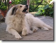 Pyrenean mountain dog \(Dog standard\)