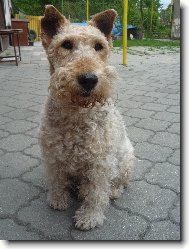 Fox terrier wire \\\\\(Dog standard\\\\\)