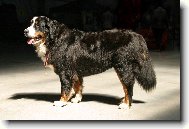 Berner Sennenhund