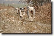 Old english sheepdog \(bobtail\) \(Dog standard\)
