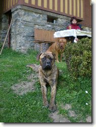 Dogue de Bordeaux \(Dog standard\)