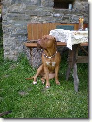 Dogue de Bordeaux