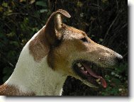 Collie smooth \(Dog standard\)
