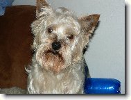 Australian Silky Terrier
