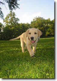 Labrador retriever \(Dog standard\)