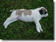 Central asia shepherd dog \(Dog standard\)