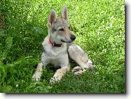 Chechoslovakian wolfdog \(Dog standard\)