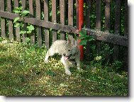 Chechoslovakian wolfdog \(Dog standard\)