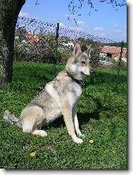 Chechoslovakian wolfdog \(Dog standard\)