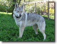 Chechoslovakian wolfdog \(Dog standard\)