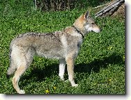 Chechoslovakian wolfdog \(Dog standard\)