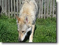 Chechoslovakian wolfdog \(Dog standard\)