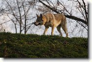 Chechoslovakian wolfdog \(Dog standard\)