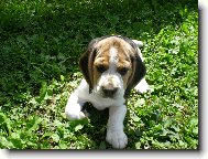 Beagle \(Dog standard\)