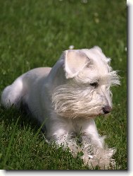 Zwergschnauzer, Miniature Schnauzer