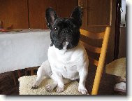 Bouledogue francais, French Bulldog