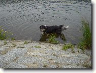 Border Collie