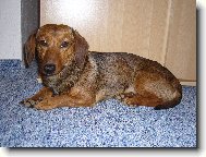 Dachshund