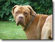 Dogue de Bordeaux \(Dog standard\)