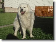 Slovakian chuvach \(Dog standard\)