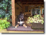 Tibetan Mastiff