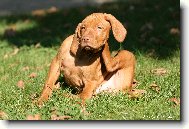 Rvidszr Magyar Vizsla, Hungarian Short-haired Pointing Dog