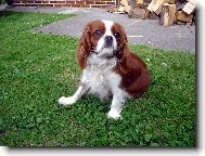 Cavalier king charles spaniel \(Dog standard\)