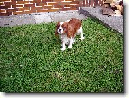 Cavalier king charles spaniel \(Dog standard\)