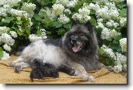 German spitz-wolfsspitz, keeshound \(Dog standard\)