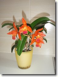 moje prvni orchideje