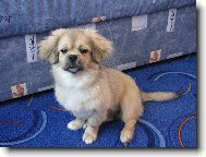 Tibetan Spaniel