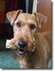 Irish  terrier \(Dog standard\)