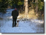 Welsh springer spaniel \(Dog standard\)