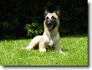 Chien%20de%20Berger%20Belge%20-%20Malinois