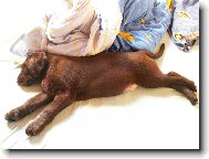Labrador retriever \(Dog standard\)
