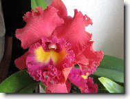 Cattleya