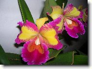 Cattleya